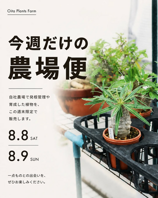 オオイタプランツファームが今週だけの農場便2026を開催、自社農場で育成した植物を週末限定販売