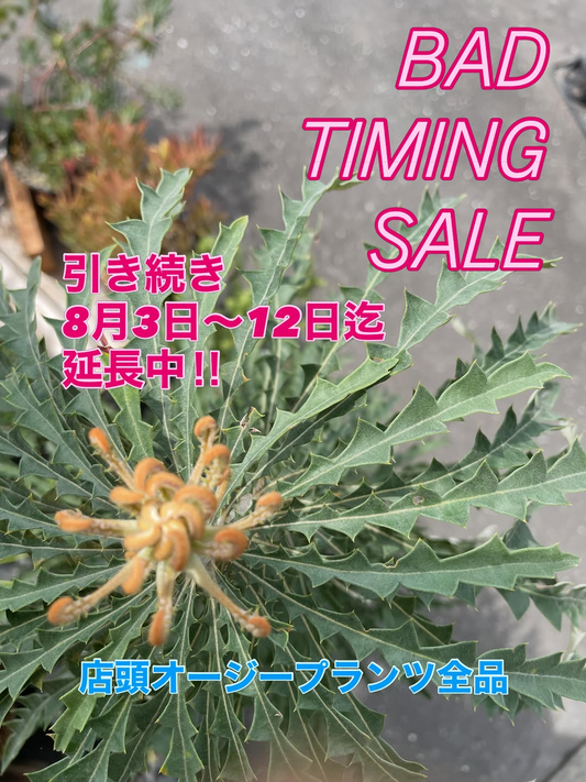 オルとグラがBAD TIMING SALEを開催、店頭オージープランツ全品割引販売を実施