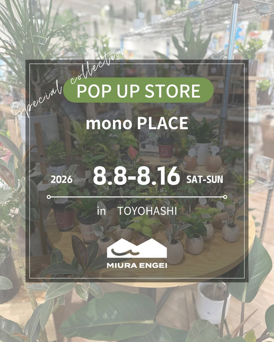 三浦園芸POPUPSTORE2026を豊橋のmonoPLACEで開催、ハイドロカルチャーや観葉植物を期間限定販売