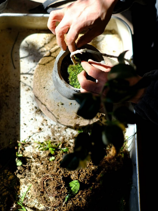 saku.Botanical worksが2026年8月に出張盆栽教室を開催、植え替えや苔貼りなどを実演