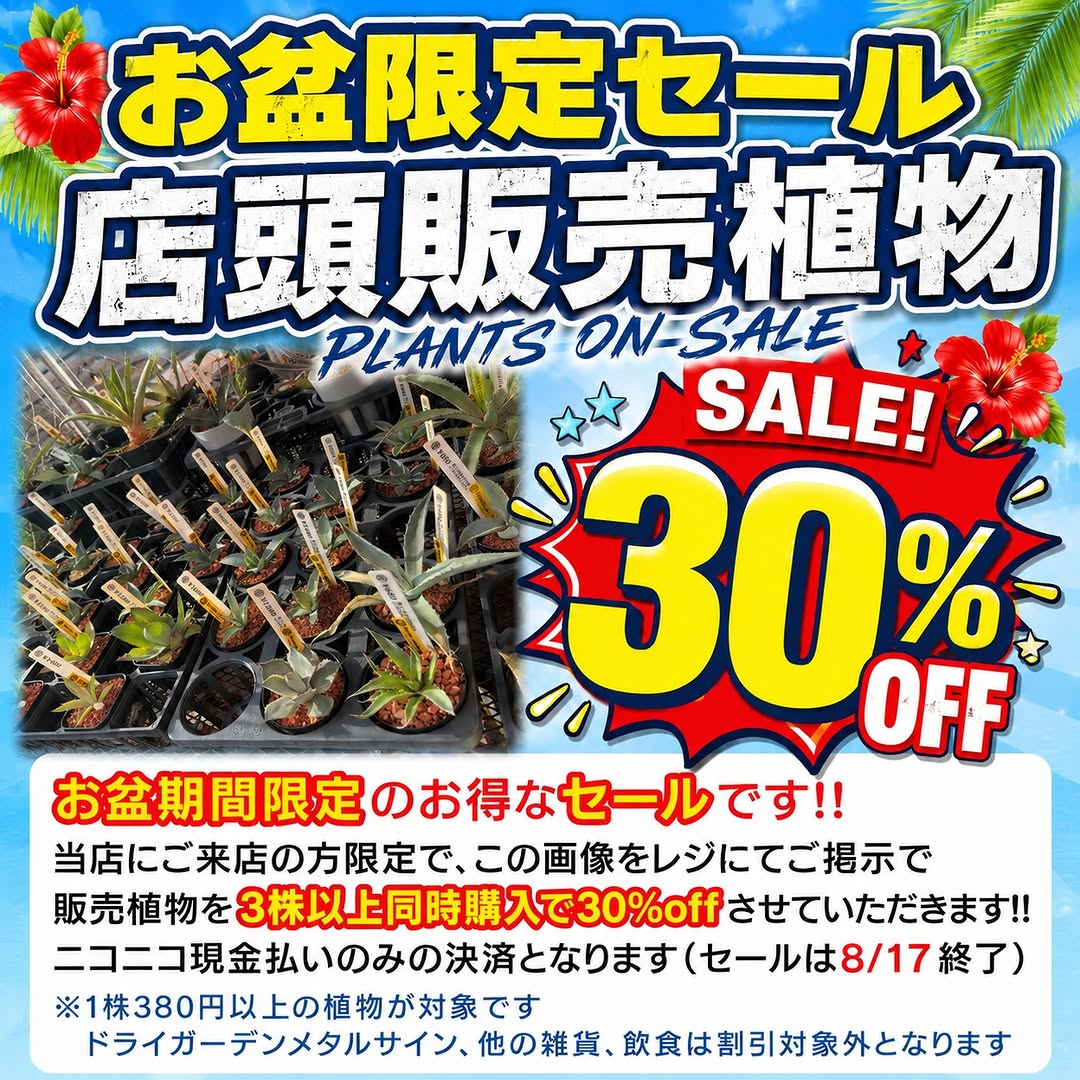 アメリカン ザッカ ウェルカムがお盆限定セールを開催、店頭販売植物3株以上で30％off