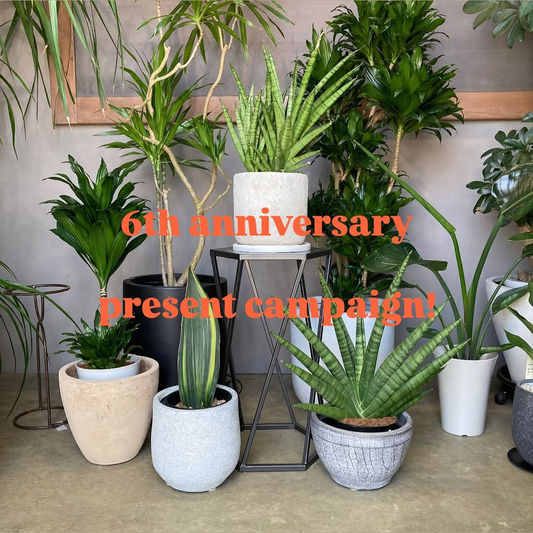 6th anniversary present campaign!植物プレゼント抽選企画の応募条件と内容
