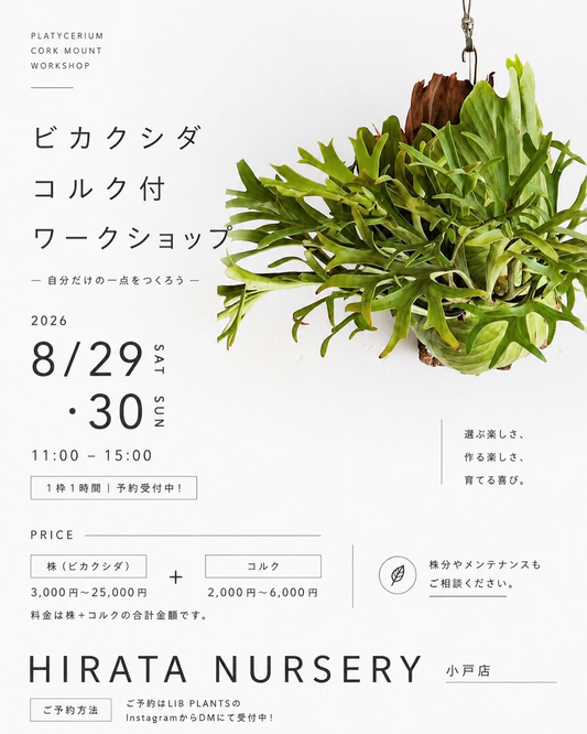 2026年8月29日・30日開催！ビカクシダをコルクに仕立てるワークショップ