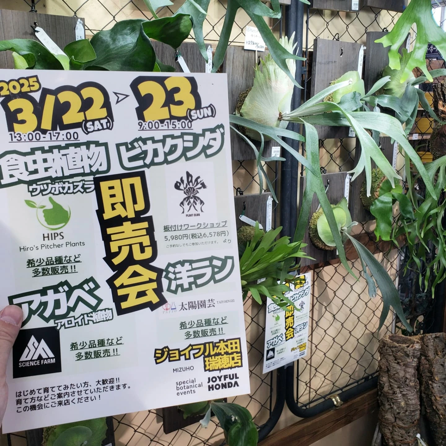 希少植物即売会