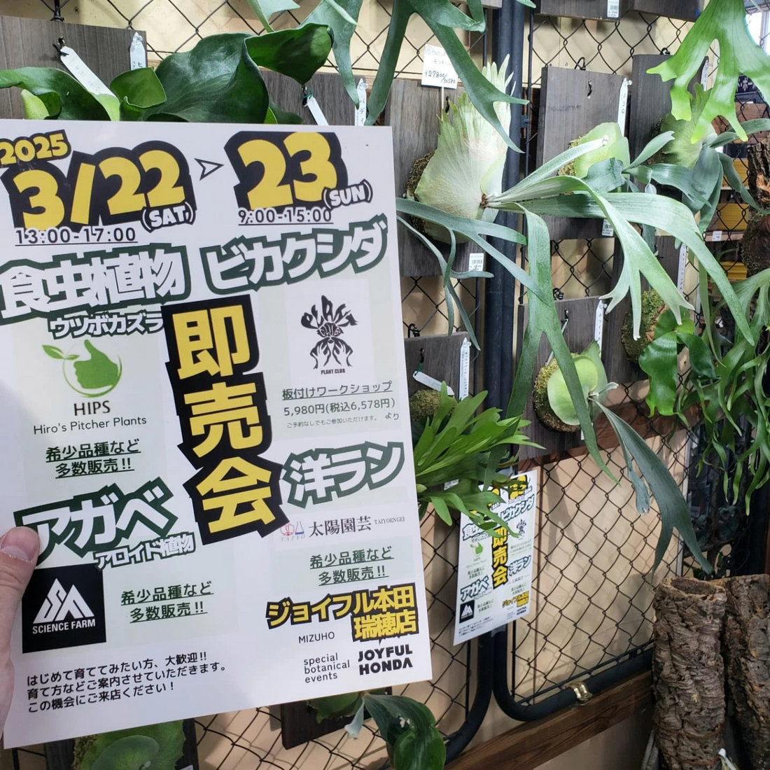 ジョイフル本田瑞穂店が希少植物即売会を開催、食虫植物やビカクシダなど専門店4社が出店し特別販売を実施