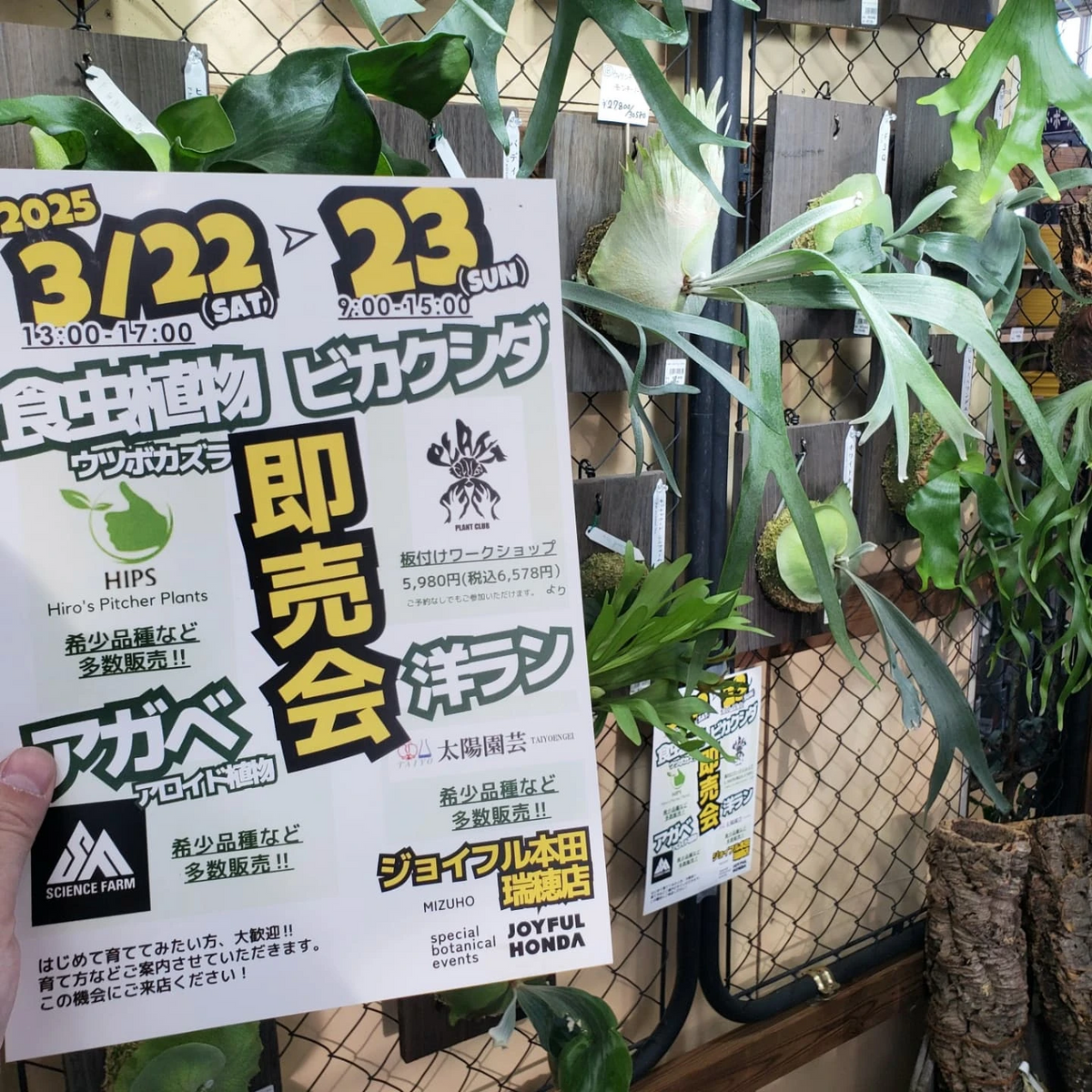 ジョイフル本田瑞穂店が希少植物即売会を開催、食虫植物やビカクシダ