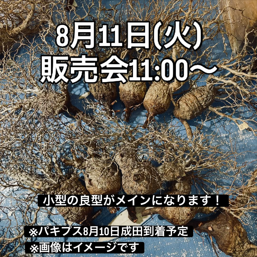 ジョイフル本田瑞穂店で観葉植物の即売会「GLOBAL PLANTS MARKET」開催