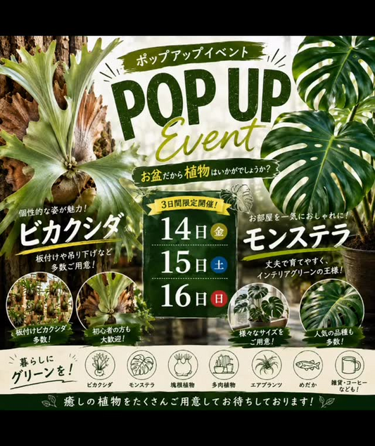 あうるワークスペース2026年お盆店舗イベント開催、板付け無料と植物割引を実施