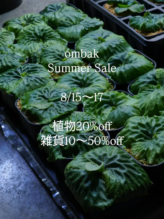 ombak Summer Sale2026が植物と雑貨を割引販売、清水区のombakで3日間開催