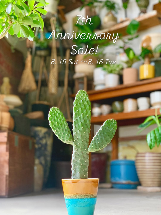Sora to Taneが7周年記念SALEを開催、植物20%OFFで8月15日から4日間実施