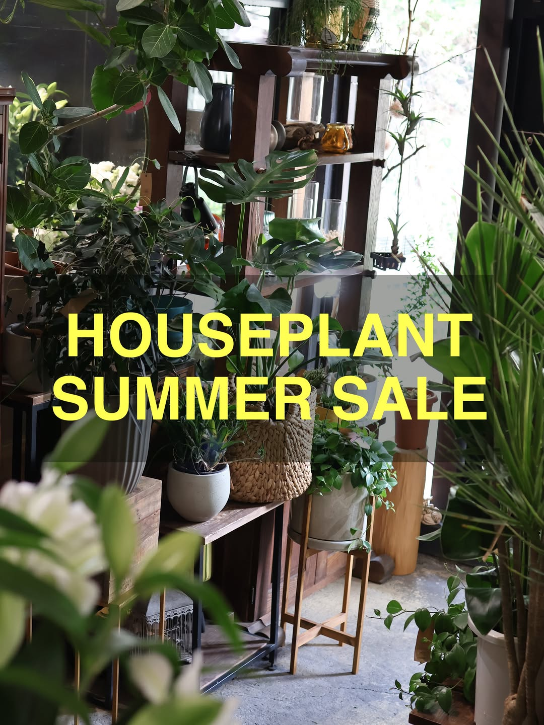 tsumuguがHOUSEPLANTSUMMERSALEを開催、観葉植物を一部除き30%OFFで期間限定販売