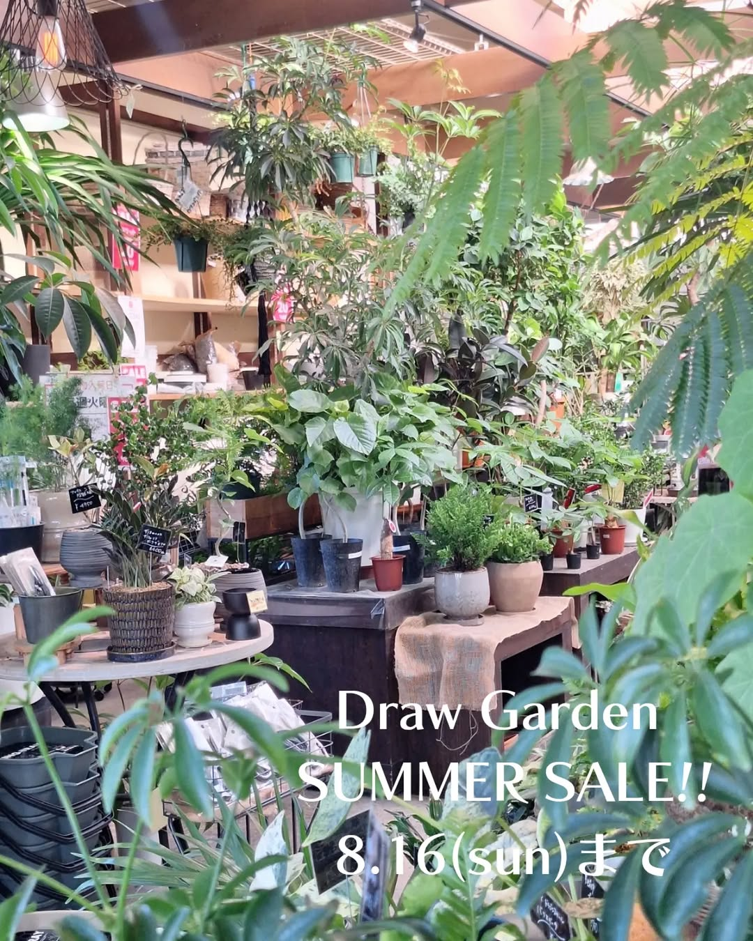 Draw Garden SUMMER SALEと掘り出し物市を開催、植物や鉢類など20%OFFで販売 - リーフラ編集部