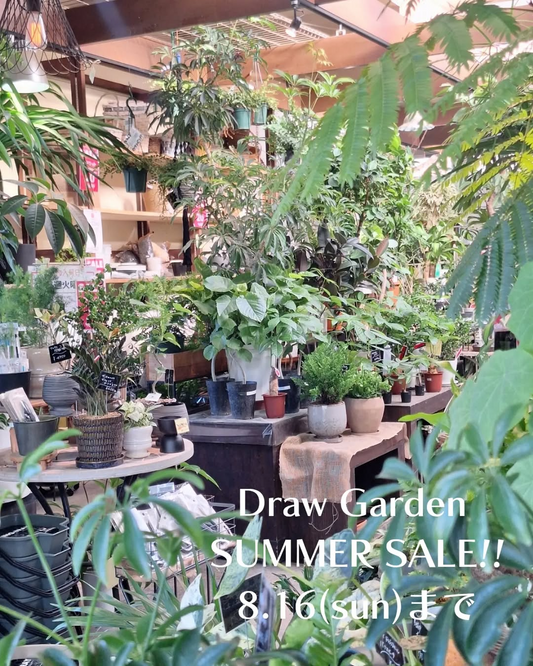 Draw Garden SUMMER SALEと掘り出し物市を開催、植物や鉢類など20%OFFで販売