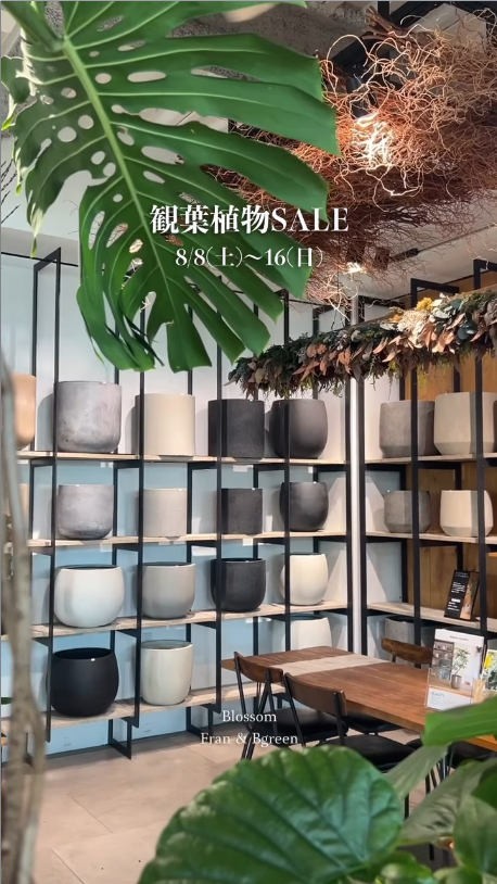 ブロッサムBgreenが2026年観葉祭を開催、大型植物やミニ観葉植物をSALE価格で販売 - リーフラ編集部