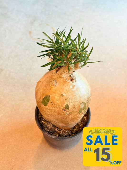 base plantzが2026年お盆休みSALEを開催、店内商品ALL15%OFFで観葉植物や鉢を販売