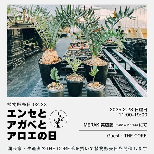 MERAKIが特別植物販売会を開催、エンセとアガベとアロエの希少品種をアトリエ空間で展示販売