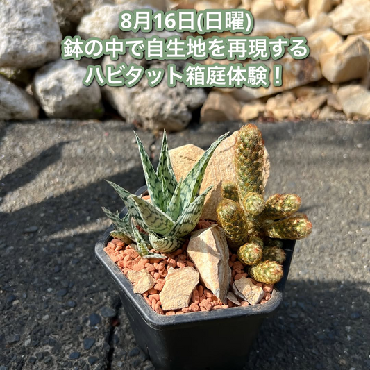 2026年ハビタット箱庭体験をゆくはし植物園で開催、多肉植物と石で鉢の中に自生地を再現