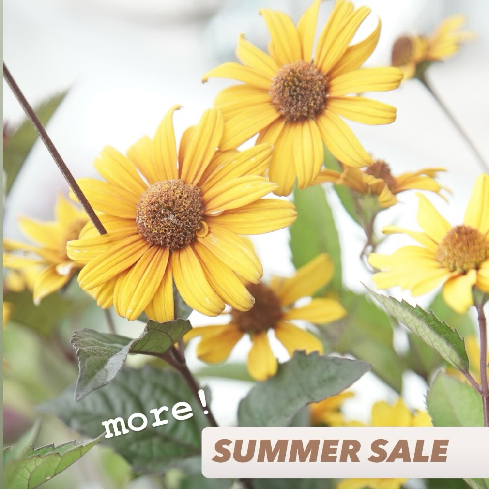 Chels Greenがmore! SUMMER SALEを開催、花苗や観葉植物などを割引販売