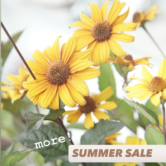 Chels Greenがmore! SUMMER SALEを開催、花苗や観葉植物などを割引販売