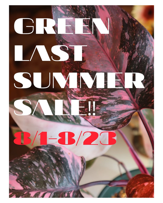 DOORS GREEN LAST SUMMER SALEが8月1日から開催、観葉植物や大型メンバーを販売