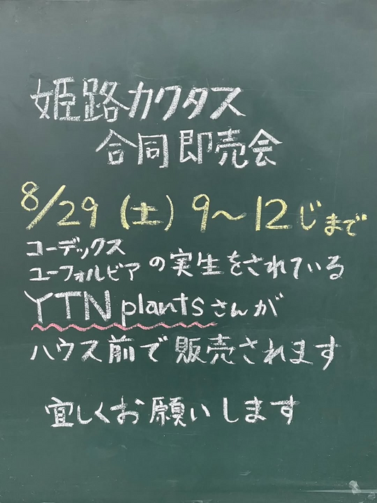 姫路カクタスがYTN plantsと合同即売会を開催、実生苗と新着苗を販売