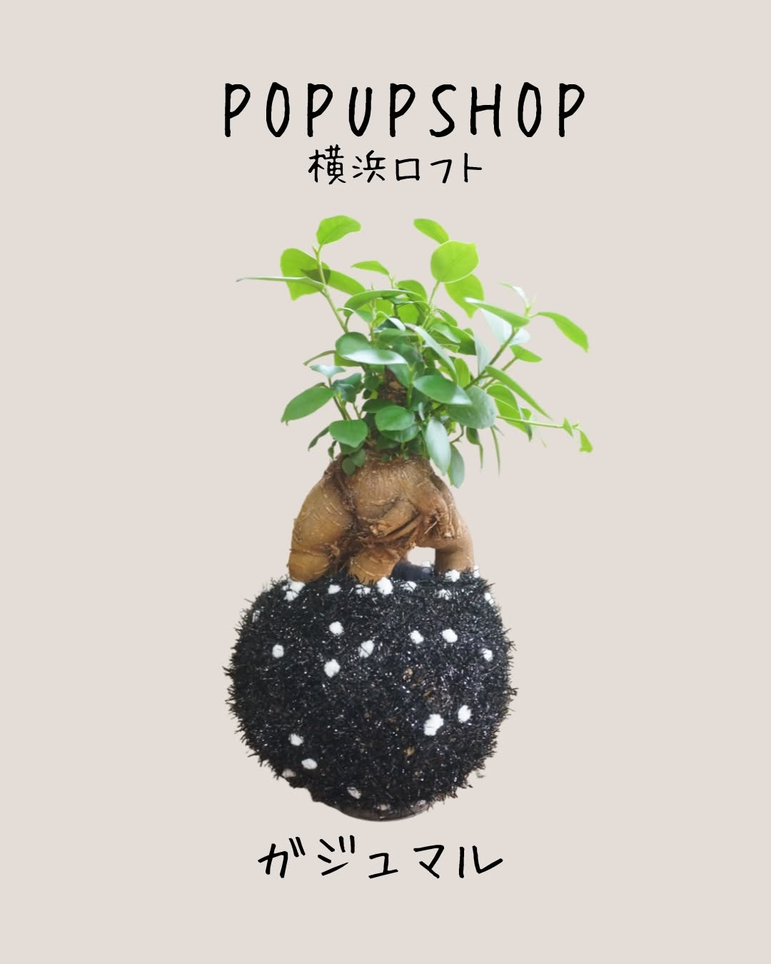 カンキチ工房POPUPSHOPが横浜ロフトで開催、ガジュマルを紹介し会期中workshopも予定