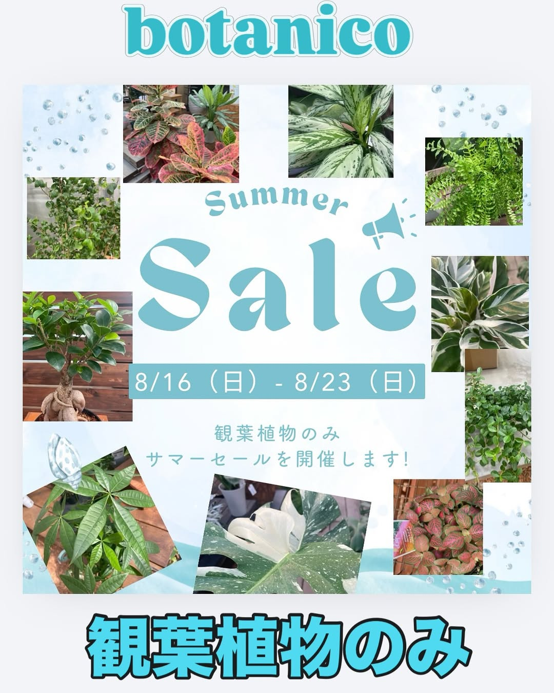 botanicoが観葉植物Summer Saleを開催、2026年8月16日から23日まで全品20%OFF