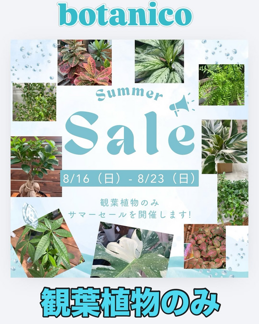 botanicoが観葉植物Summer Saleを開催、2026年8月16日から23日まで全品20%OFF