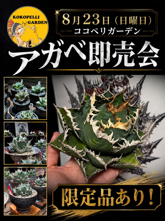 ココペリガーデンがアガベ即売会を開催、限定品のレアなアガベも販売予定