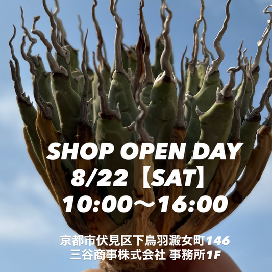 MS KYOTO PLANTS SHOP OPEN DAY2026を8月22日に開催、姫甲蟹X離騒と台湾ハイブリッドを販売予定