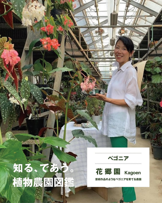 花郷園が無印良品東京有明で2026年グリーンイベントを開催、ベゴニア直売会を実施