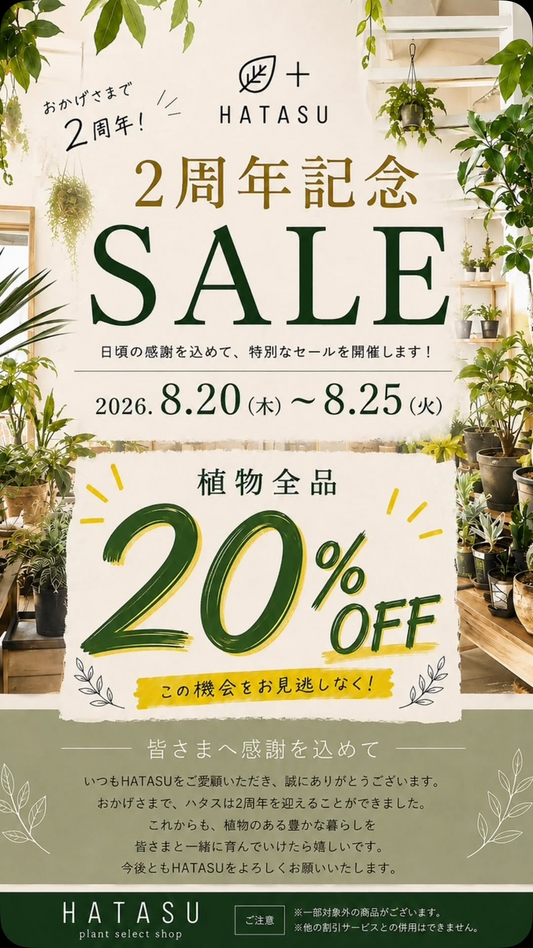 HATASU 2周年記念SALEで植物全品20%OFF、8月22日には植物夜市第二弾も開催
