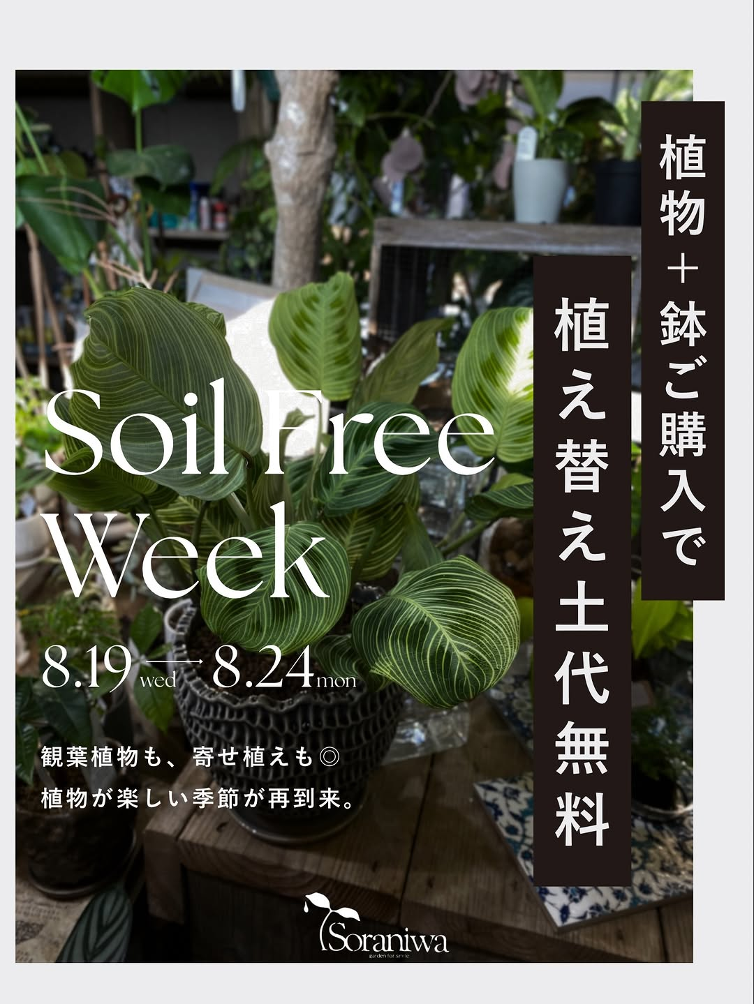 Soraniwa RAKURAKUENがSoil Free Weekを開催、植物と鉢のセット購入で植え替え土代無料