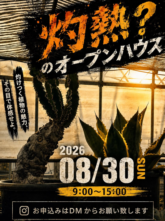 spikybaseが2026年8月30日にオープンハウスを開催、松山市のビニールハウスで特価販売