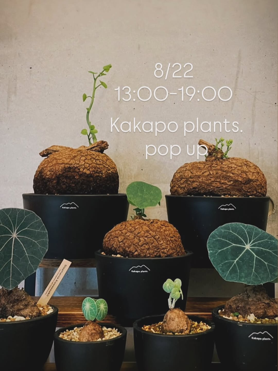 ONDOでKakapo plants. pop up 植物とドーナツ POP UP EVENTを開催、植物とドーナツを楽しめる催し