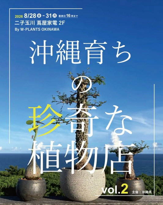 「沖縄育ちの珍奇な植物店」vol.2が二子玉川 蔦屋家電で開催、沖縄の農園から希少株を展開