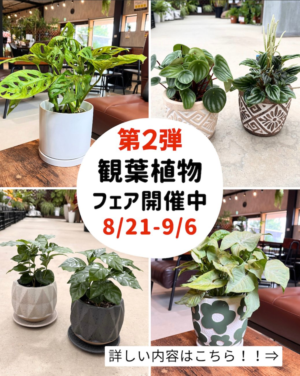 OC gardenが観葉植物フェア第2弾を開催、観葉植物や鉢の販売と植替えサービスを実施
