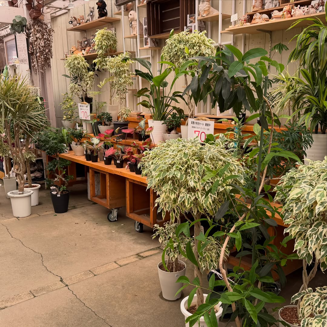 あしかがフラワーパークが真夏の特別セールを開催、観葉植物や盆栽など最大70%OFFで販売