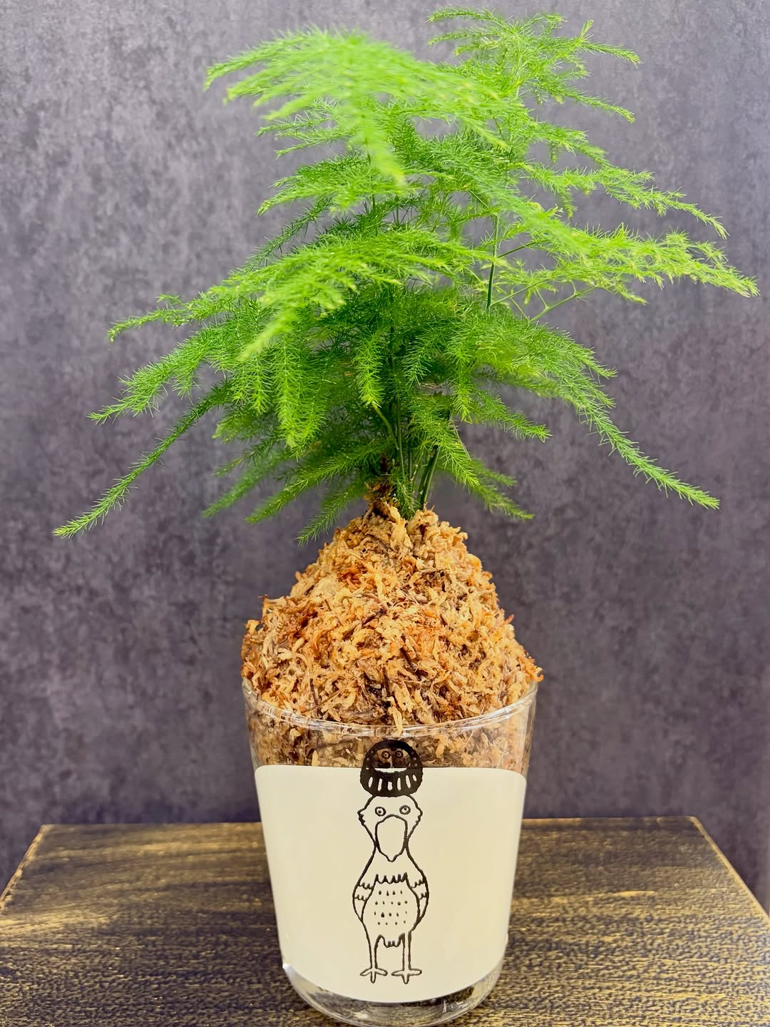 マルニガーデンがふわふわ苔玉＋ハシビロコウを開催、アスパラガス ナナを使った苔玉づくり