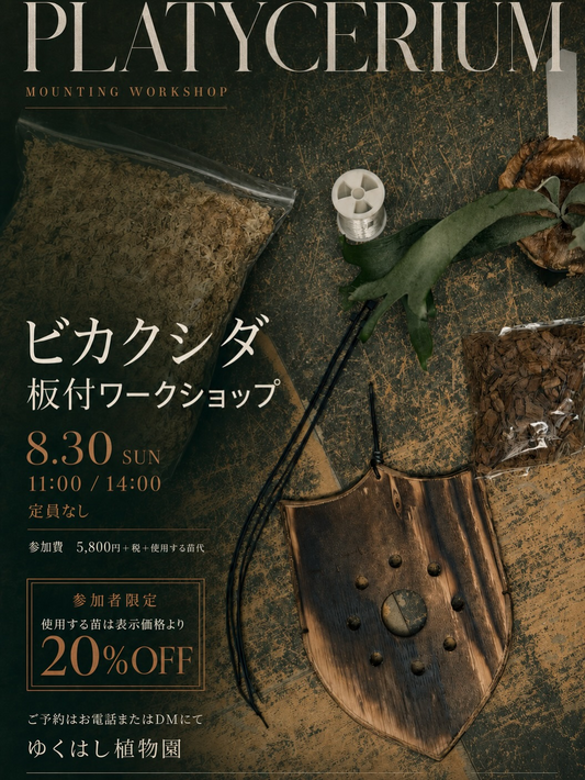 ゆくはし植物園がPLATYCERIUM MOUNTING WORKSHOPを開催、ビカクシダの板付を実施