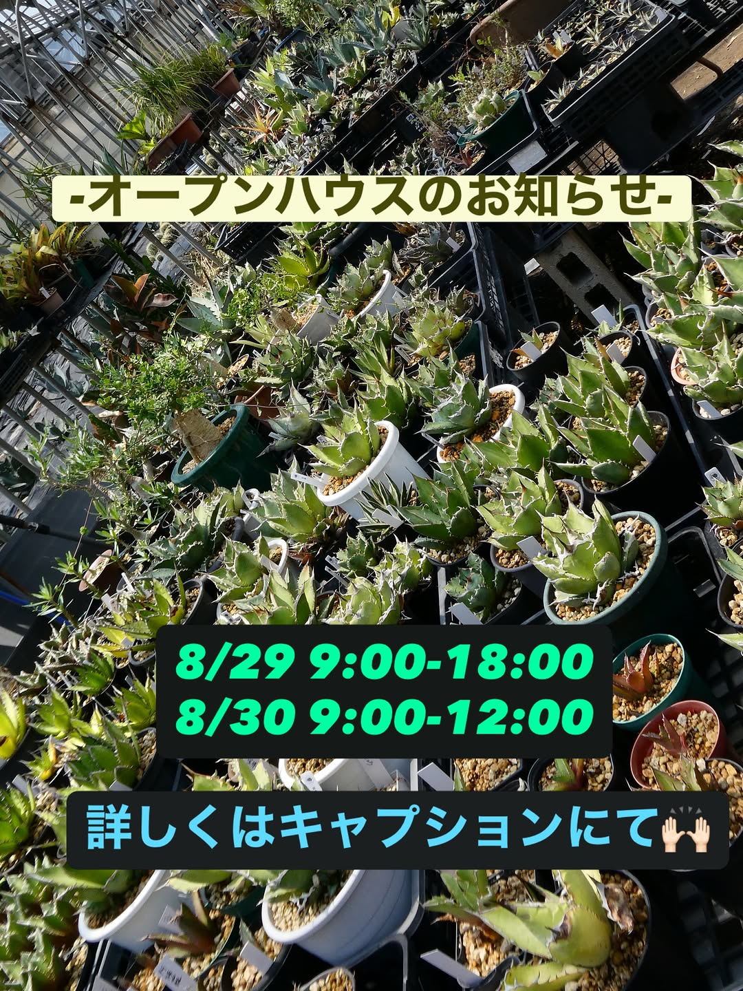 ナガサコファームが2026年オープンハウスを開催、地植え大株や鉢植えコレクションを公開