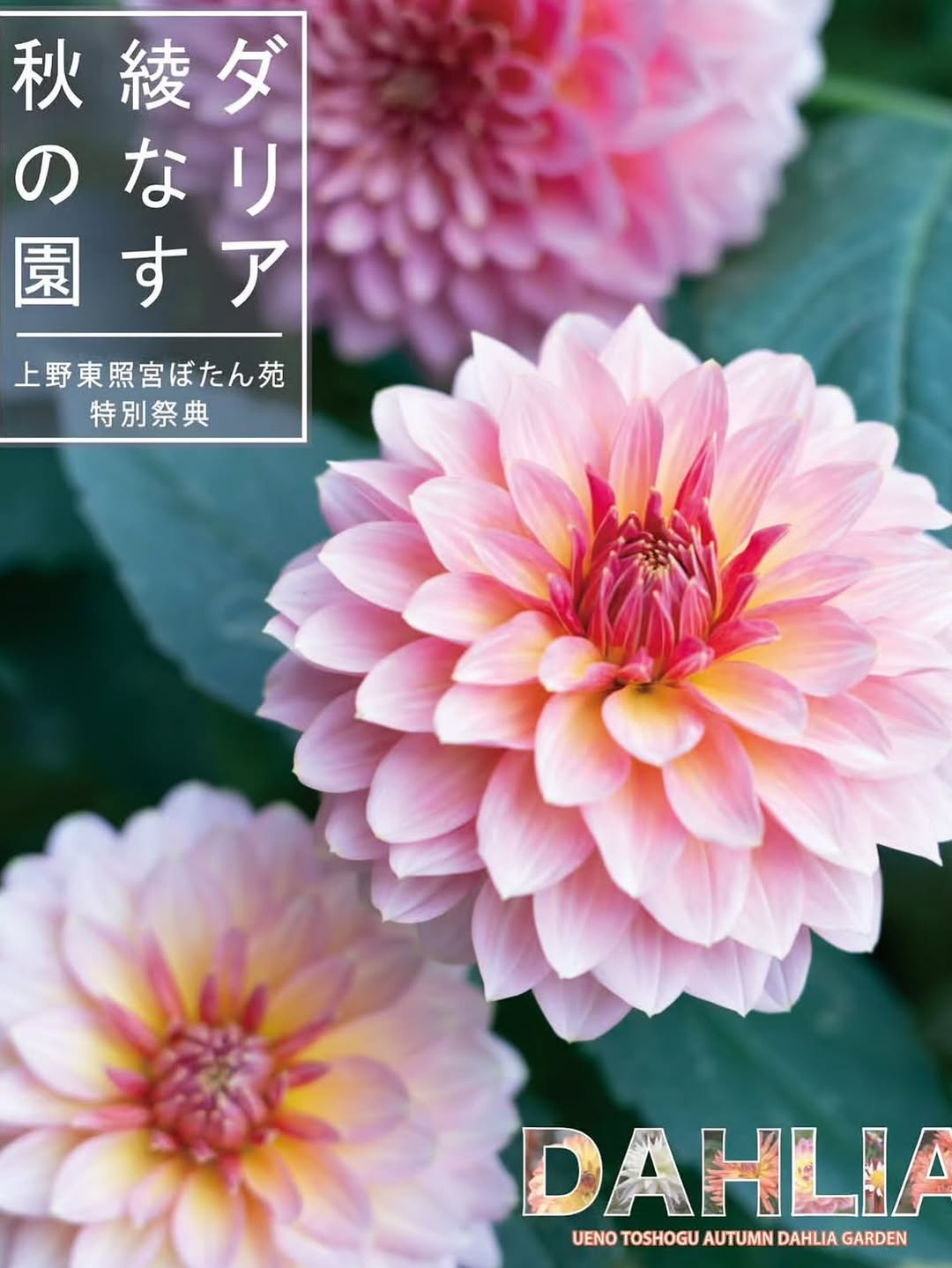 上野東照宮ぼたん苑が2026年秋に特別祭典を開催、ダリアと季節の草花を楽しむ秋の園