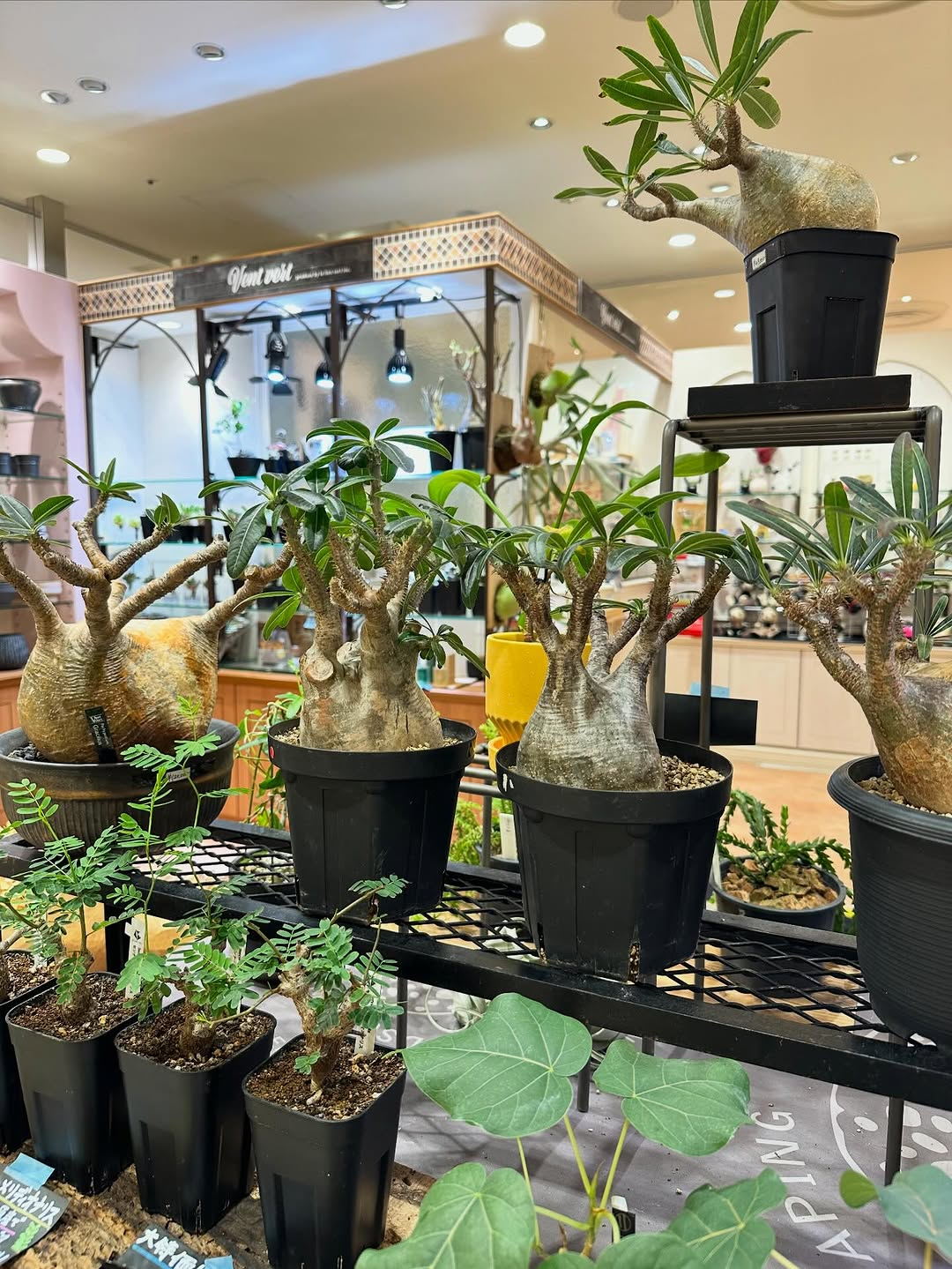 セレオ八王子ファイナルキャンペーン2026で植物と鉢を10%オフ販売、3日間限定のInstagramフォロー企画