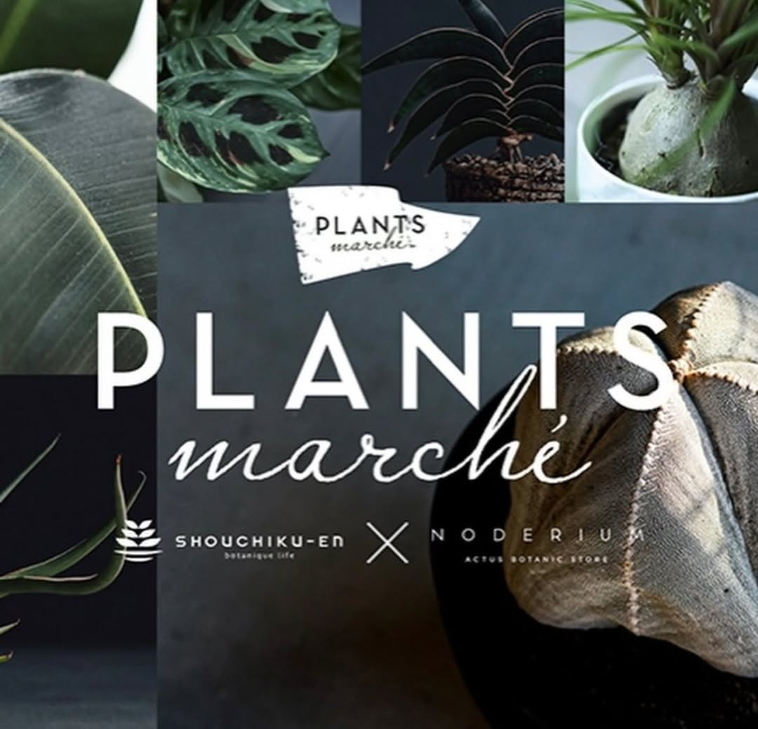 アクタス・福岡店でPLANTS marché開催、NODERIUMと松竹園の珍しい植物を展示販売