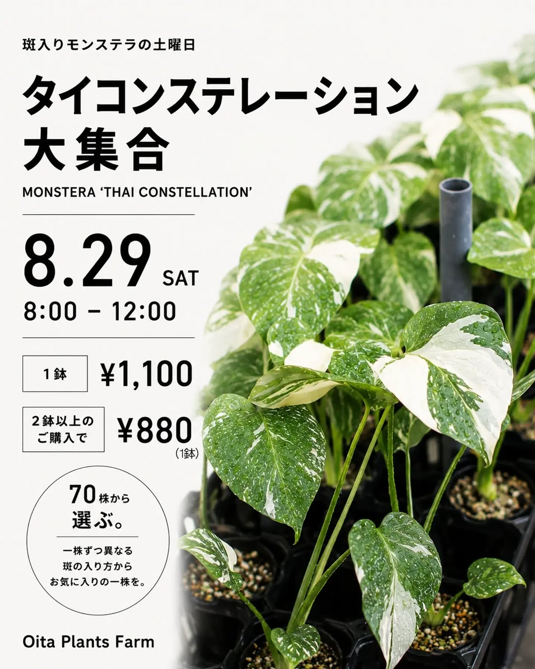 Oita Plants Farmが斑入りモンステラの土曜日を開催、約70株のタイコンステレーションを販売