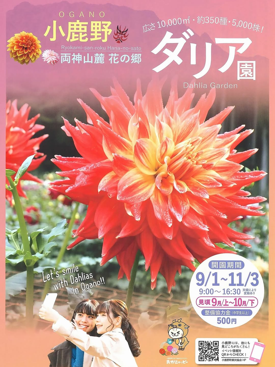 両神山麓花の郷ダリア園2026年が9月1日から開園、例年9月上旬から10月下旬が見頃
