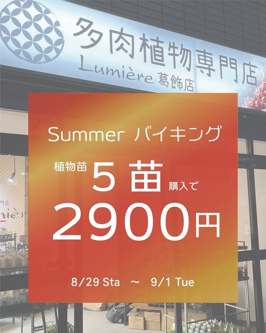 多肉植物専門店Lumière葛飾店がサマーバイキングSALE2026を開催、対象の多肉植物5苗を2,900円で販売