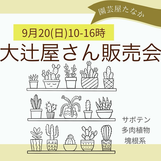 大辻屋さん出張販売会2026を園芸屋たなかで開催、塊根植物やアガベなど当日限定の多肉植物を販売予定
