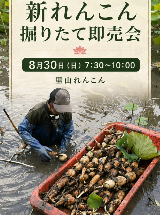 里山れんこんが新れんこん掘りたて即売会2026を開催、田んぼで掘り上げたれんこんをその場で販売