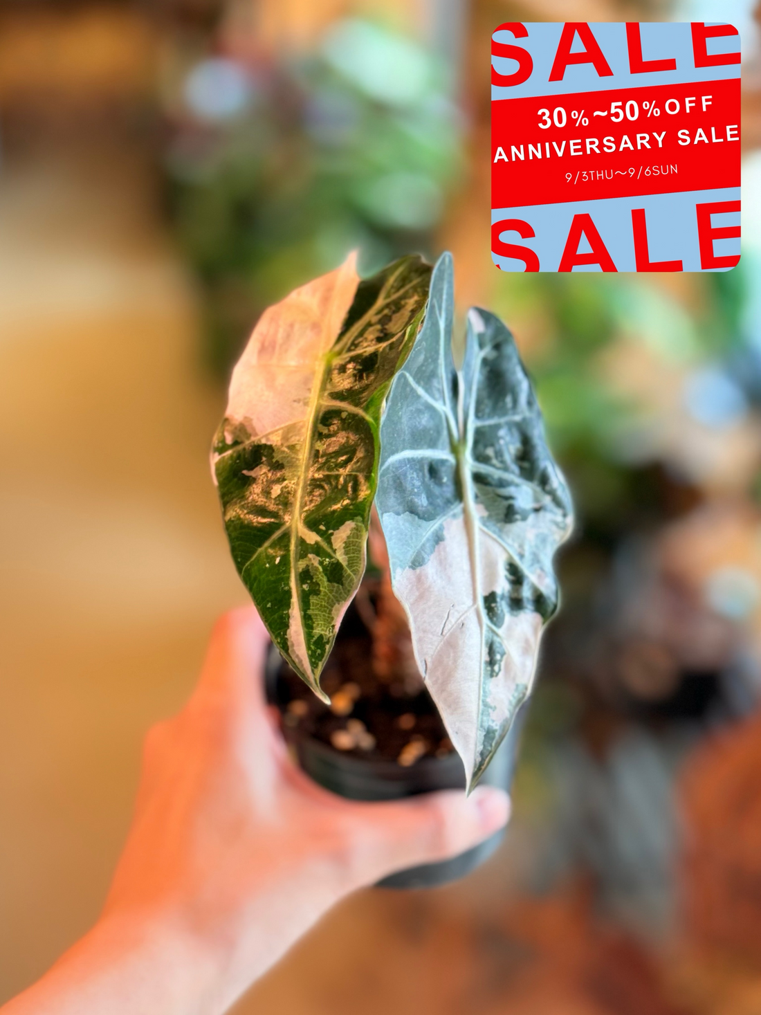 base plantzが4周年記念SALE2026を開催、観葉植物全品30〜50%OFFを4日間実施